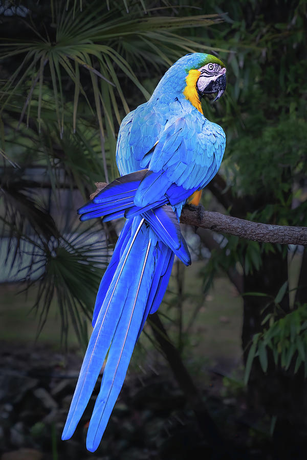 Beautiful Blue And Gold Macaw Photograph by Elvira Peretsman