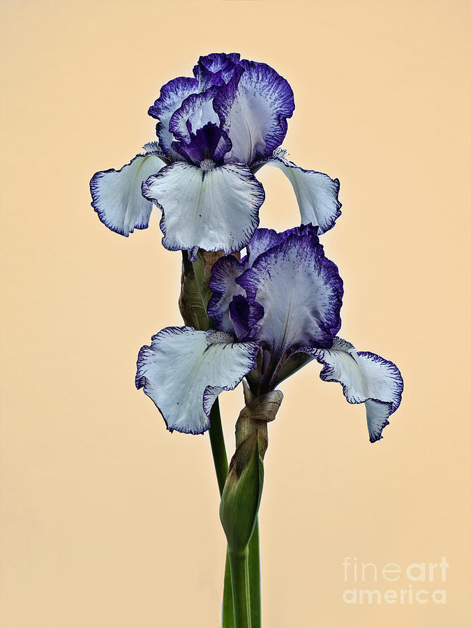 Beautiful blue and white irises  Photograph by Tatiana Bogracheva