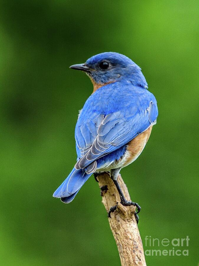 Beautiful Blue Backside Of An Eastern Bluebird Photograph