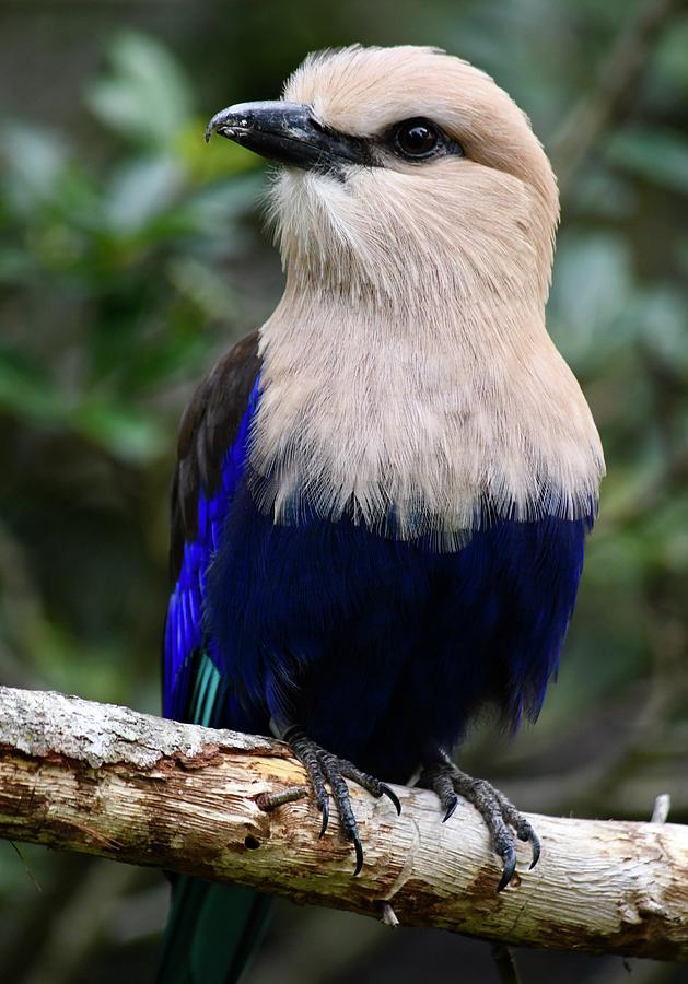Beautiful Blue Bellied Roller on a Branch Photograph by Richard Bryce and Family