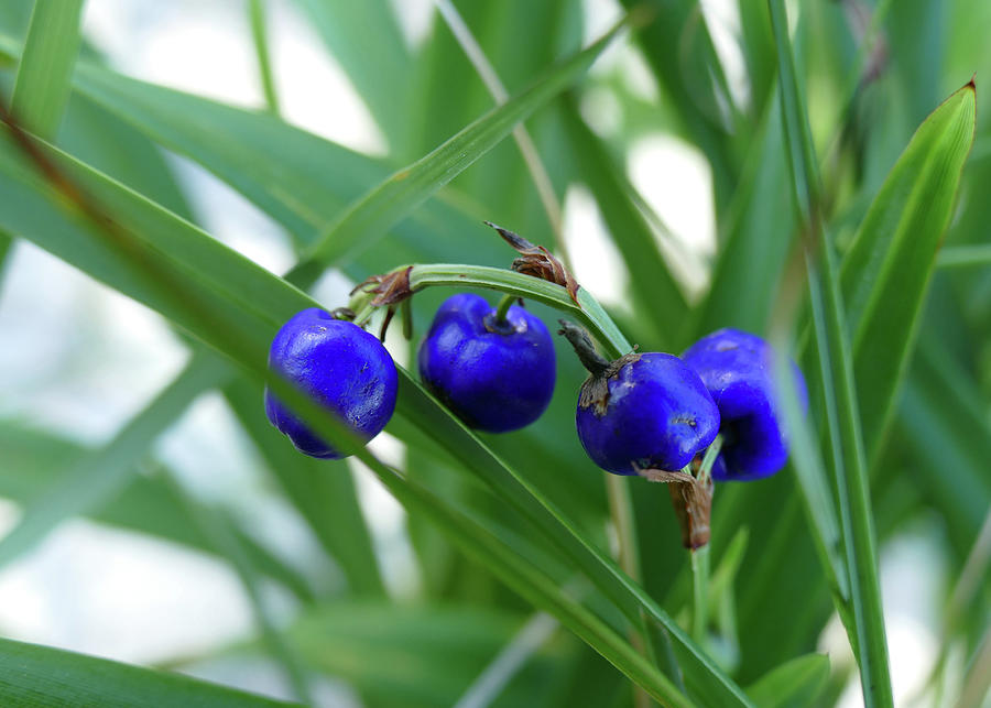 Beautiful Blue Berries Photograph by Maryse Jansen