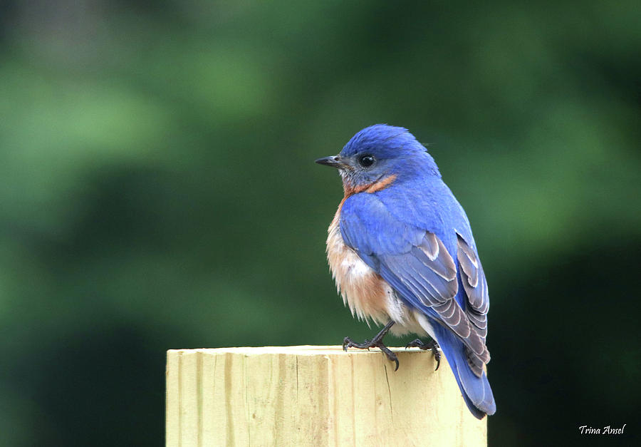 Beautiful Blue Bird Photograph by Trina Ansel