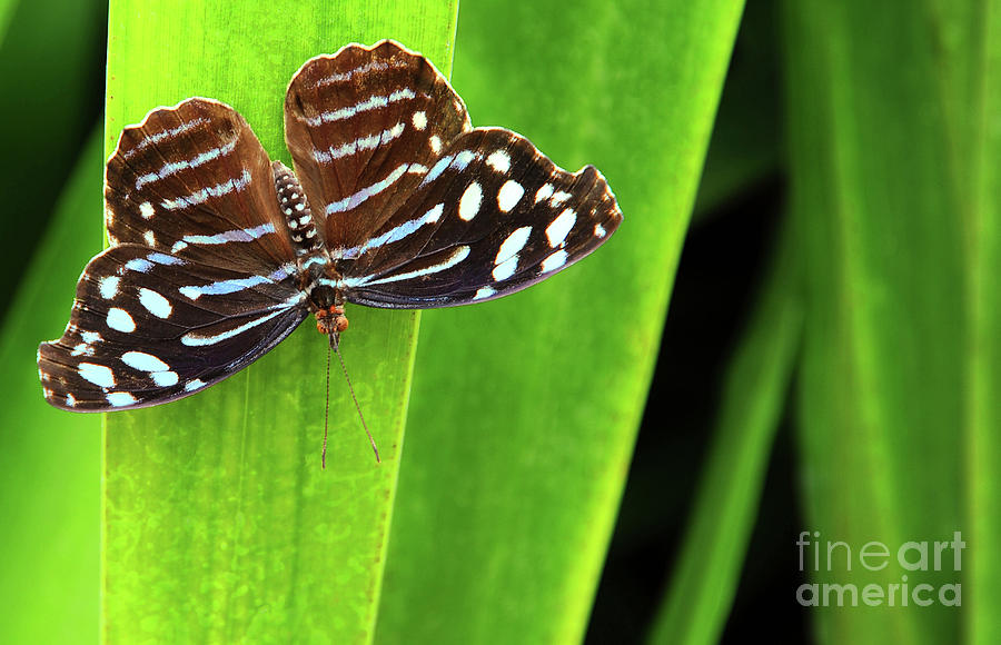 Beautiful blue butterfly with with spots sits quietly on a leaf  Photograph by Gunther Allen