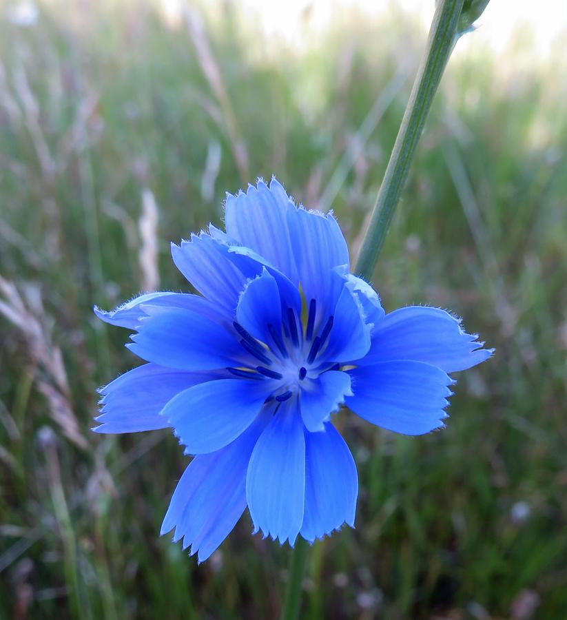 Beautiful Blue Chicory Wildflower Photograph by Susan Lindblom