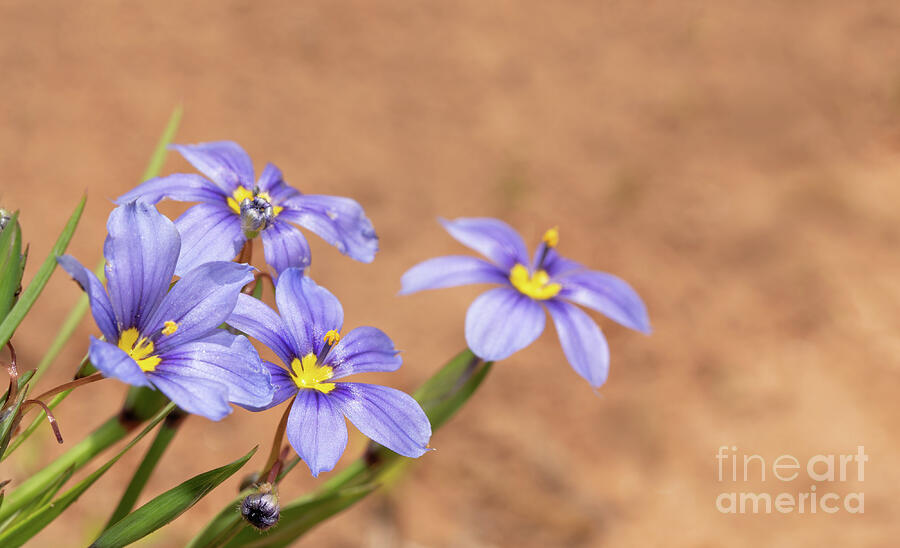 Beautiful Blue-eyed Grass Photograph by Sari ONeal