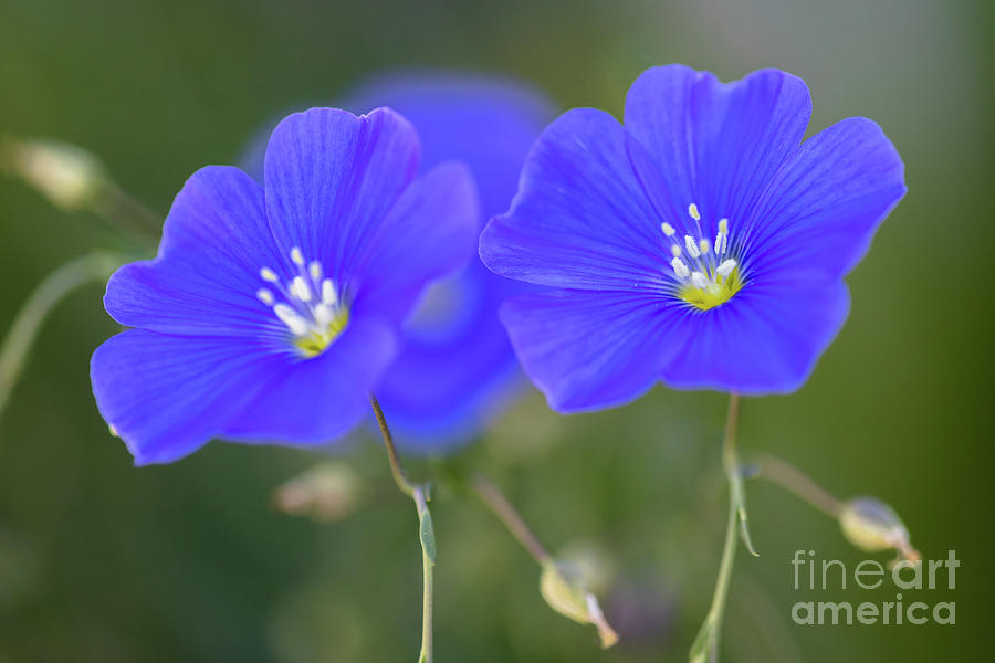 Beautiful Blue Flax Flowers Photograph