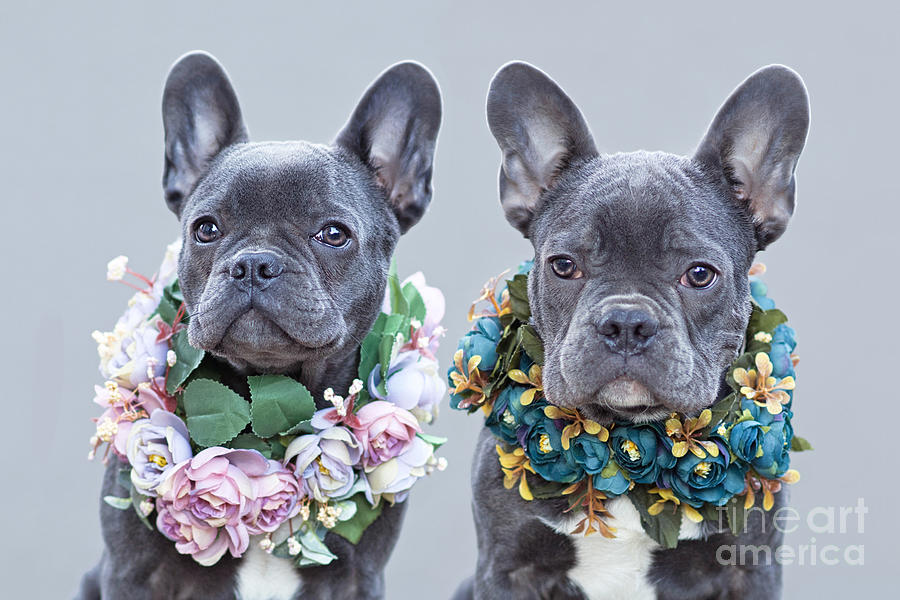 Beautiful blue French Bulldogs wearing romantic pink and blue flower ...