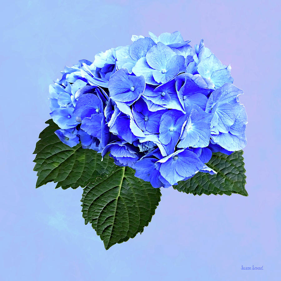 Beautiful Blue Hydrangea Photograph by Susan Savad