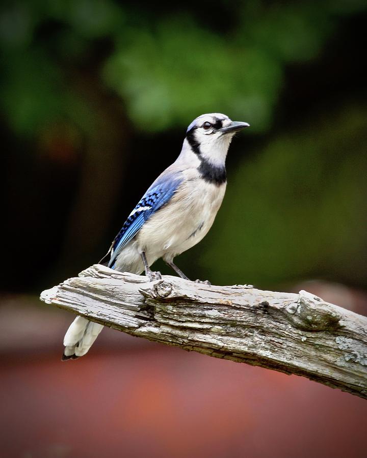 Beautiful Blue Jay Photograph by Carol Bradley