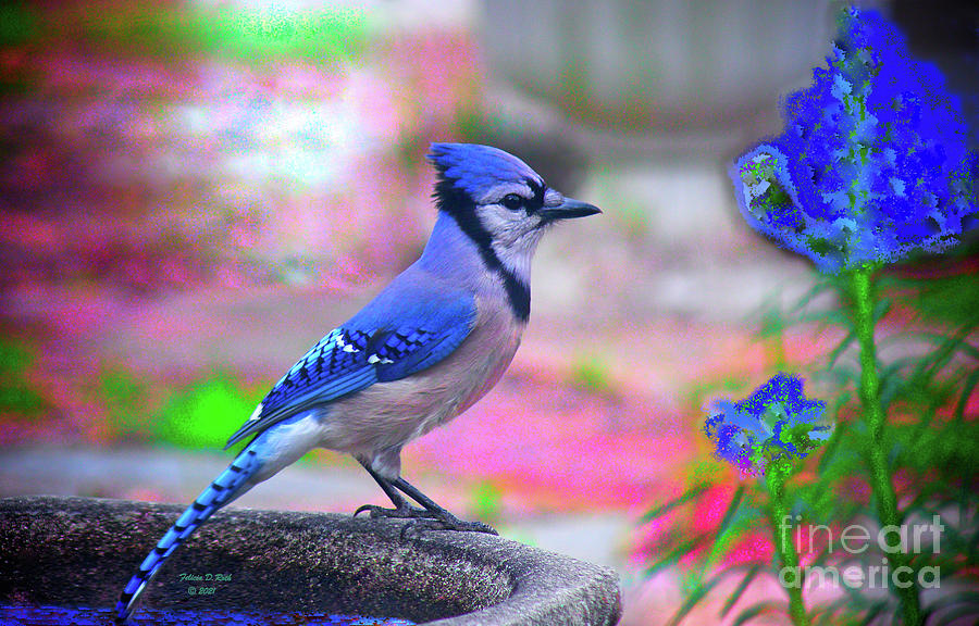 Beautiful Blue Jay Photograph by Felicia Roth