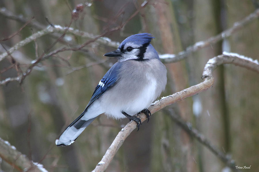 Beautiful Blue Jay on a Snowy Day Photograph by Trina Ansel
