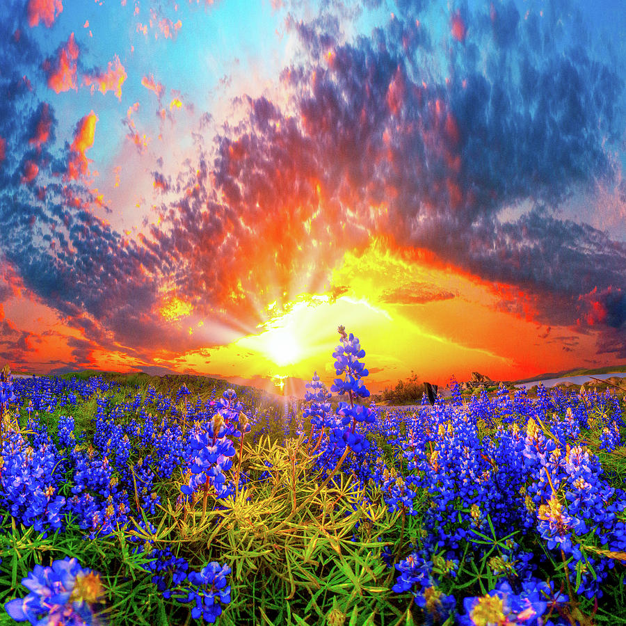 Beautiful Blue Lupine Wildflower Red Sunset Photograph by Eszra Tanner
