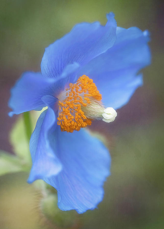 Beautiful Blue Poppy Photograph by Teresa Wilson