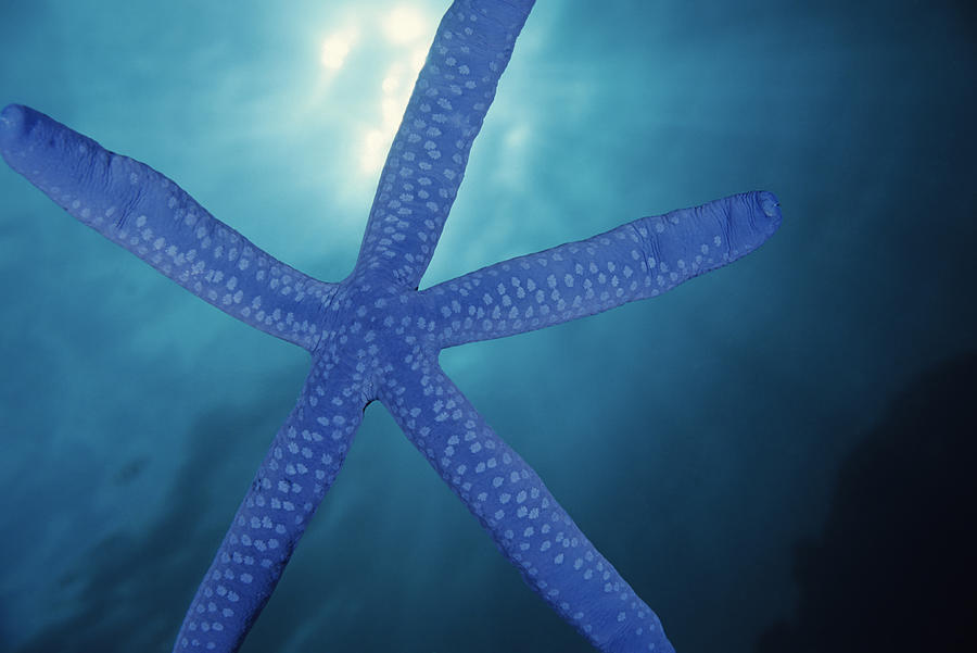Beautiful Blue Starfish with Gleaming Sun Behind. Photograph by Tammy616