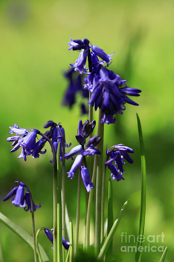 Beautiful Bluebells Photograph by Terri Waters