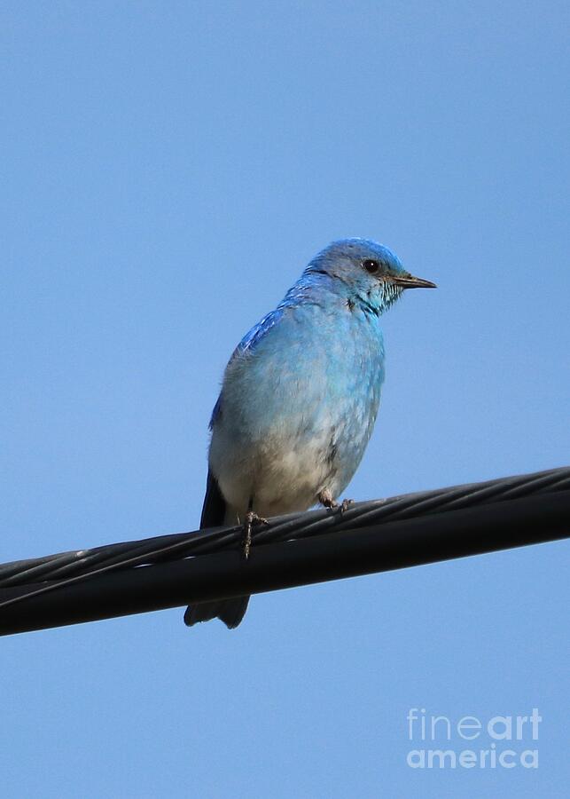 Beautiful Bluebird Photograph by Carol Groenen