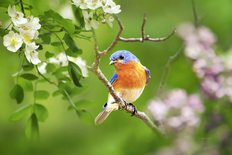 Bluebird Photograph - Beautiful Bluebird by Christina Rollo