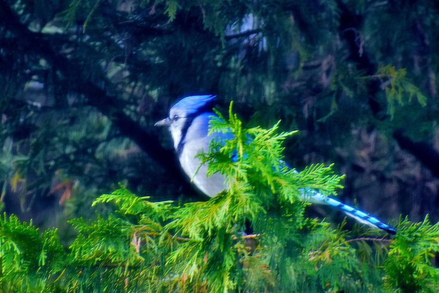 Beautiful Blue Jay Photograph by Eileen Brymer