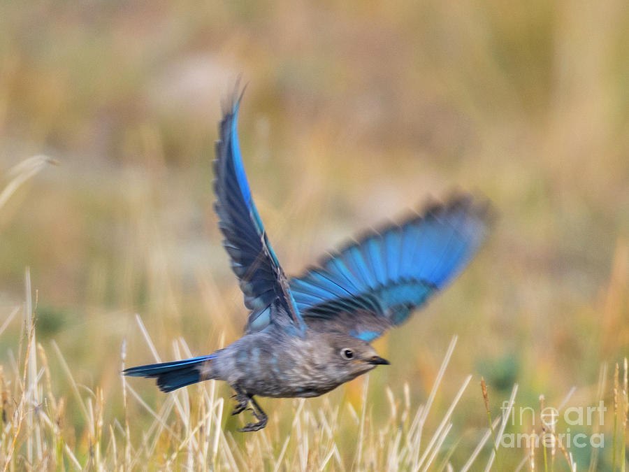Beautiful Bluebird in Flight Photograph by Steven Krull