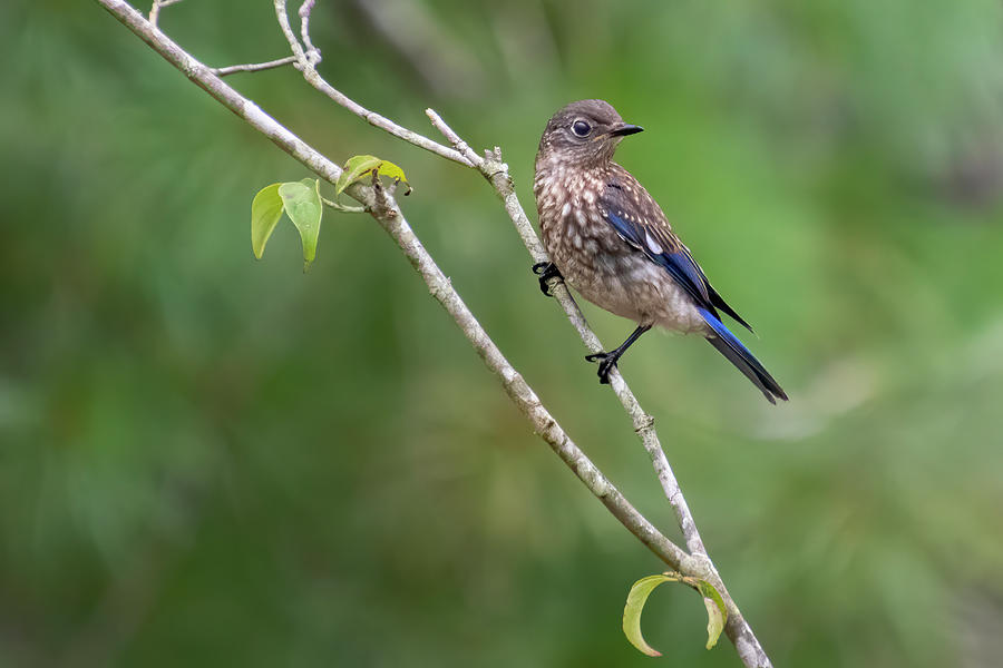 Beautiful Bluebird Photograph by Mary Buck