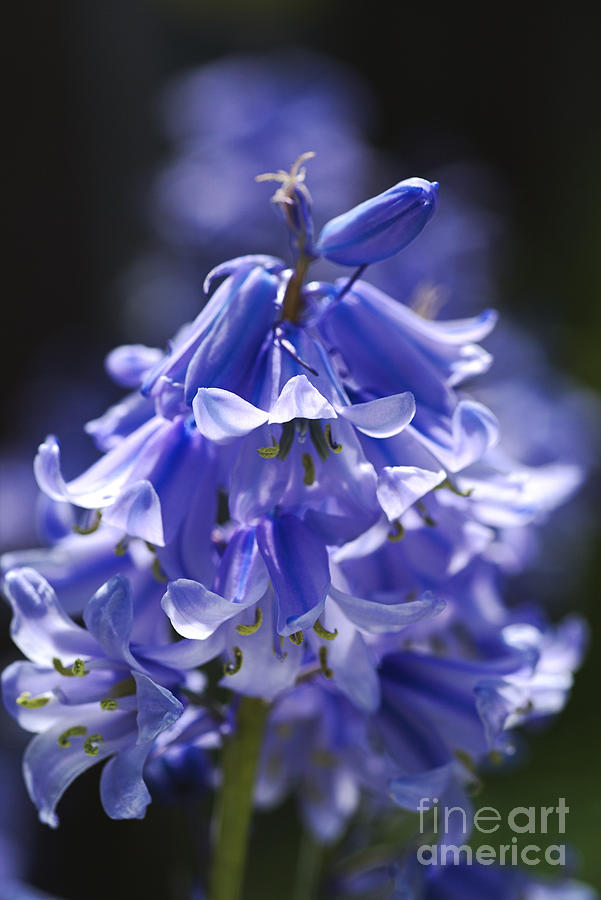 Beautiful Blues of Bluebells Photograph by Joy Watson