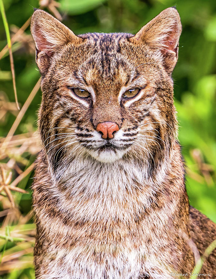 Wildlife Photograph - Beautiful Bobcat by Edward Saternus