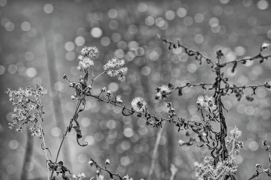 Beautiful Bokeh Photograph by Cate Franklyn