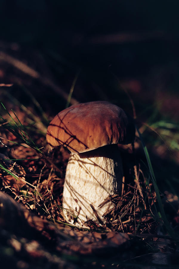 Beautiful Boletus edulis is nestled among the needles near the spruces. The penny bun is surrounded by waterlogged soil and is irradiated by the suns rays Photograph by Vaclav Sonnek