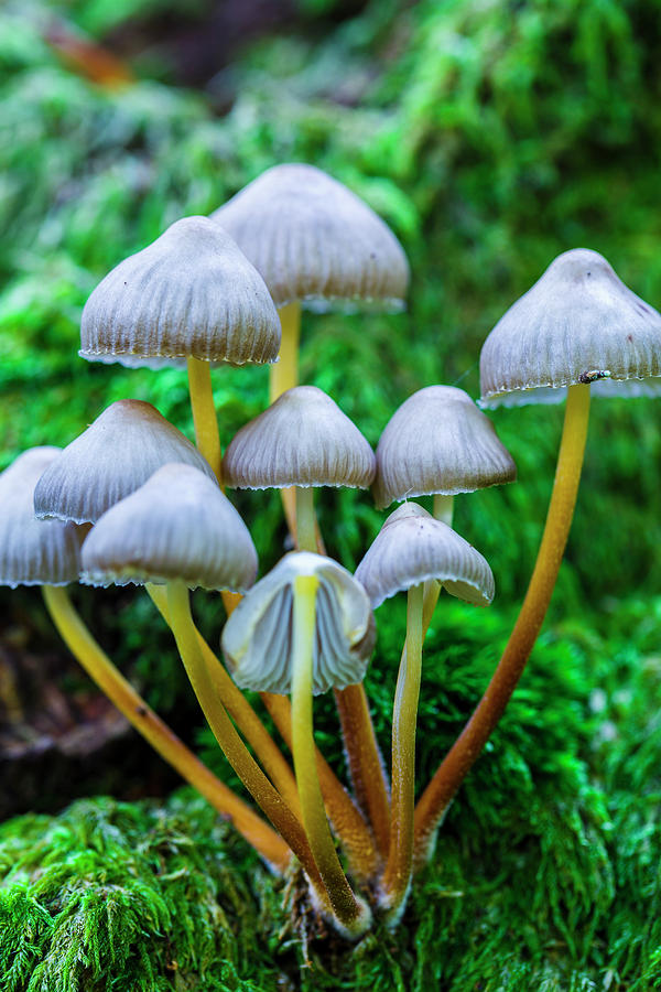 Beautiful bonnet mushroom. Photograph by Mikel Bilbao Gorostiaga | Fine ...