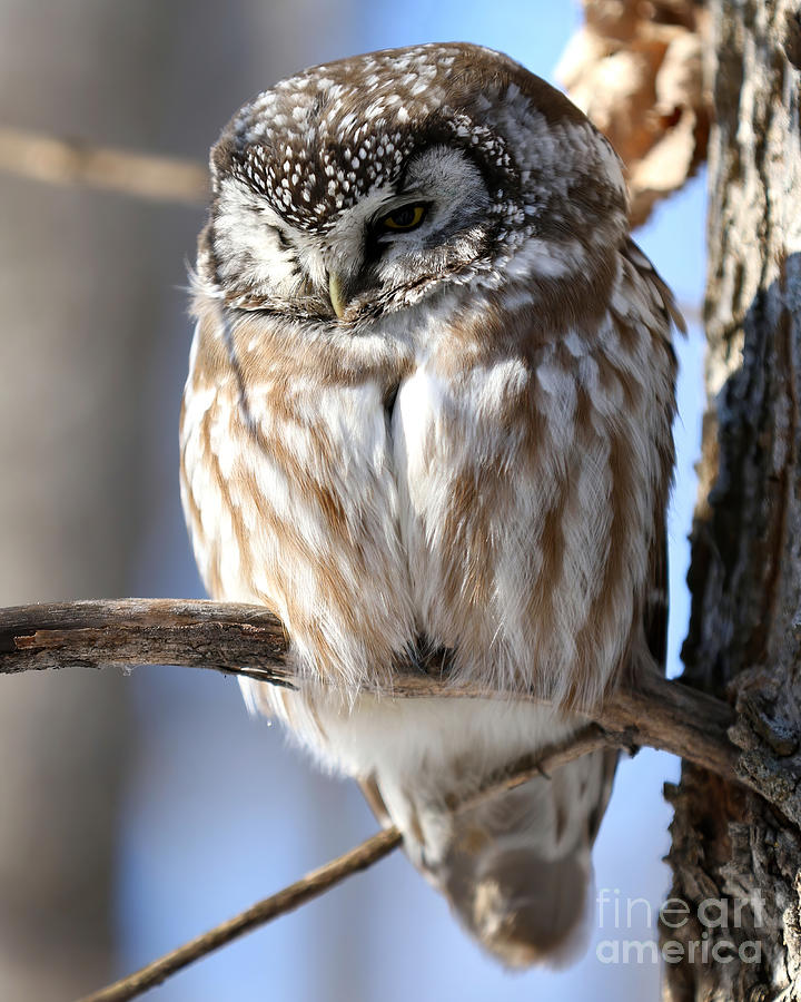 Beautiful boreal owl Photograph by Heather King