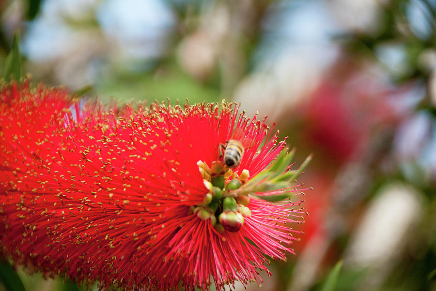 Beautiful bottle brush red flower Photograph by Etiebia Ncho Abbas ...