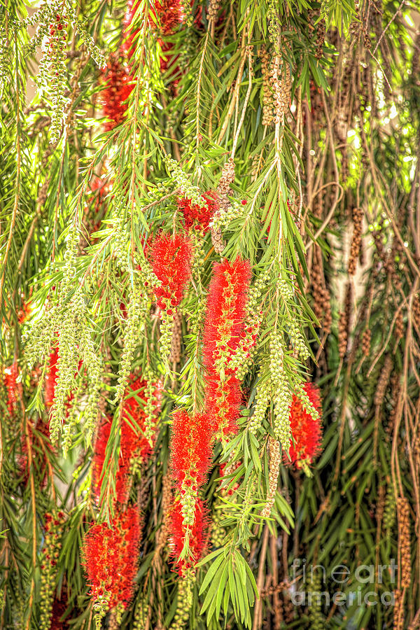Flower Photograph - Beautiful Bottlebrush Tree by Elisabeth Lucas