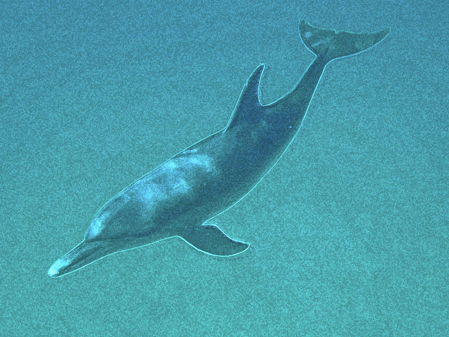 Beautiful Bottlenose Dolphin Near Bimini Impressionism Digital Art by Island Hoppers Art