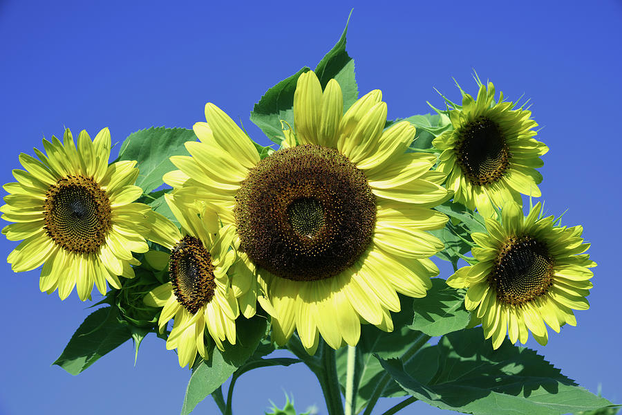 Beautiful Bouquet Of Sunflowers Photograph
