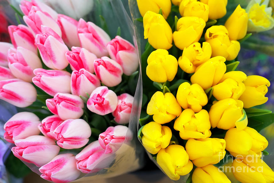 Beautiful bouquets of tulips. Fresh spring flowers Photograph by Boon Mee