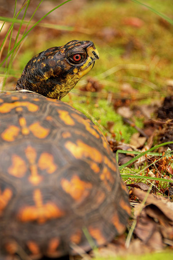 Beautiful Box Turtle Gaze Photograph by Kristia Adams