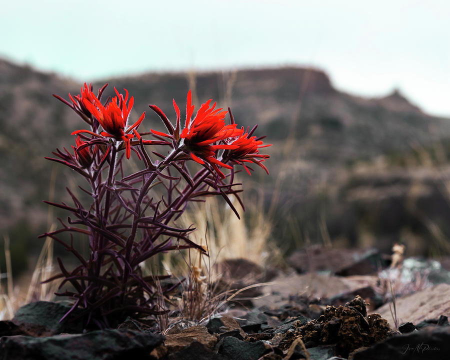 Beautiful Bright Red Desert Paintbrush Wildflowers Along The Crooked River, Oregon Photograph by Jason McPheeters
