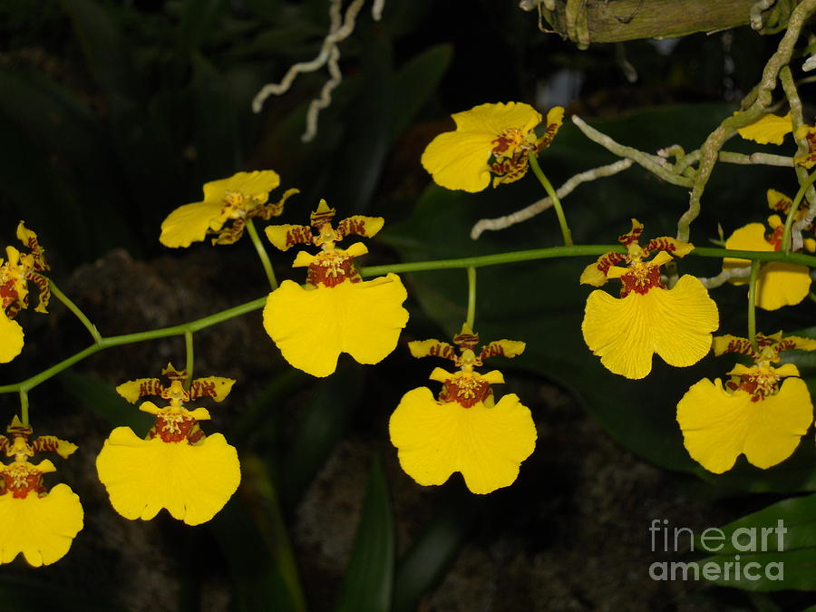 Beautiful bright yellow orchids Photograph by M c Sturman