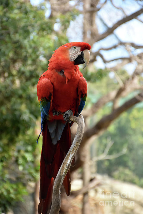 scarlet macaw sitting