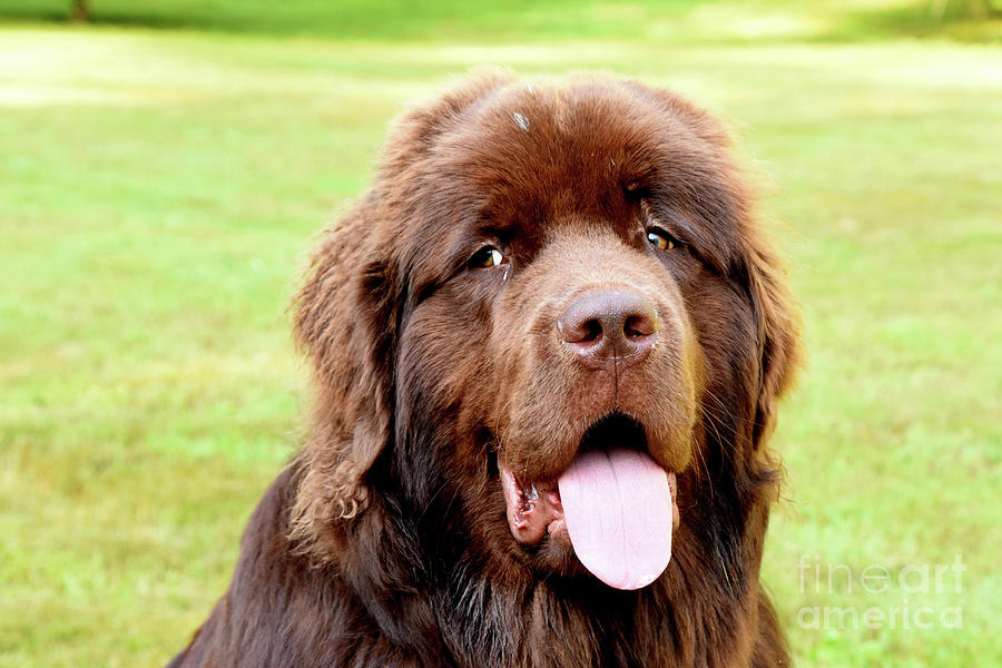 Beautiful Brown Newfie Dog Looking Very Sweet Photograph by DejaVu ...