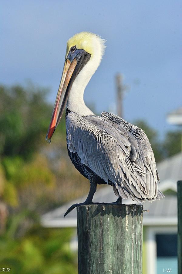 Pelican Photograph - Beautiful Brown Pelican Vertical by Lisa Wooten
