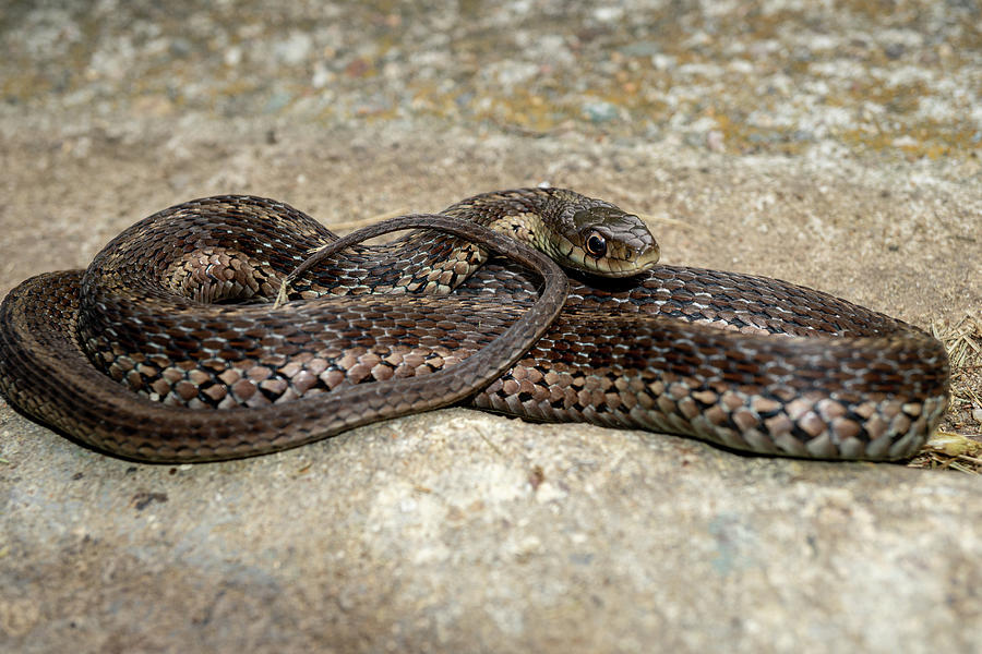 Beautiful Brown Snake Photograph by Linda Howes - Fine Art America