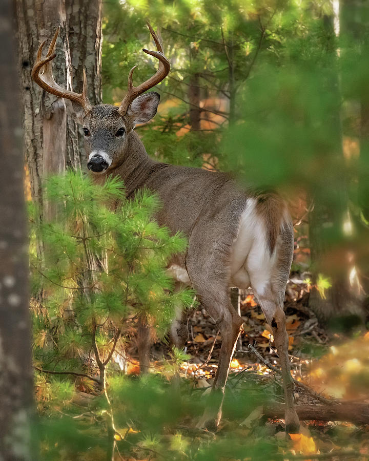 Beautiful Buck Photograph by Darylann Leonard Photography