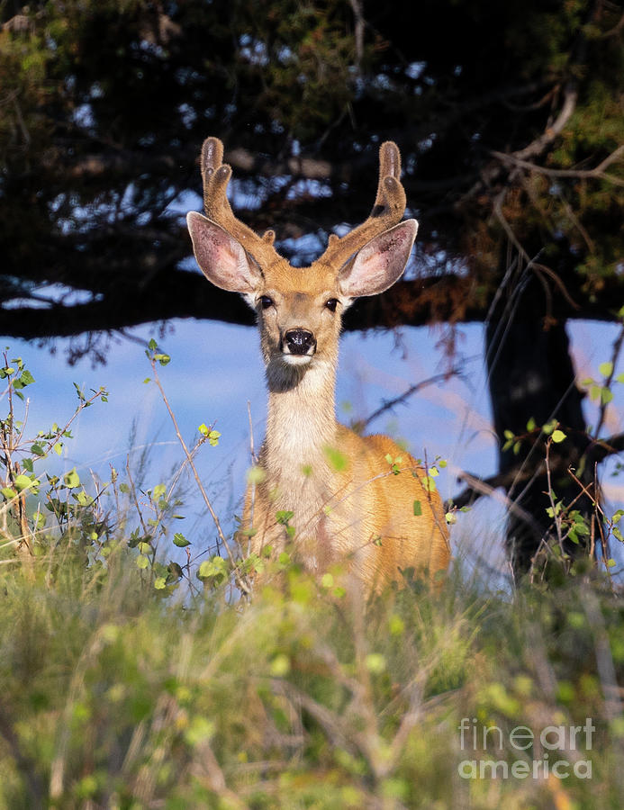 Beautiful Buck Mule Deer Photograph