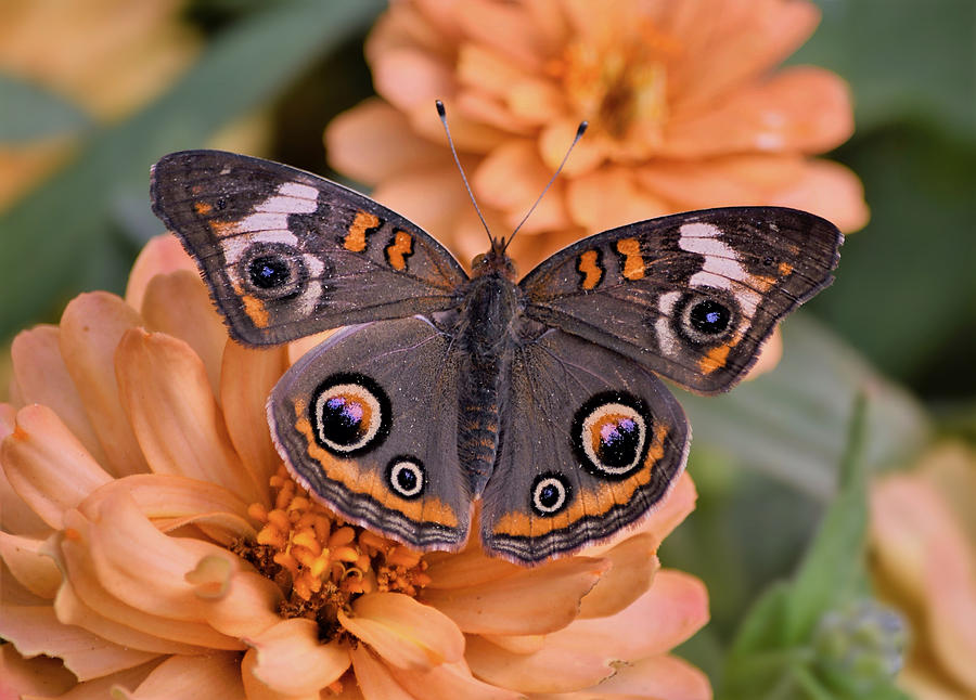 Beautiful Buckeye Butterfly Photograph by Richard Bryce and Family