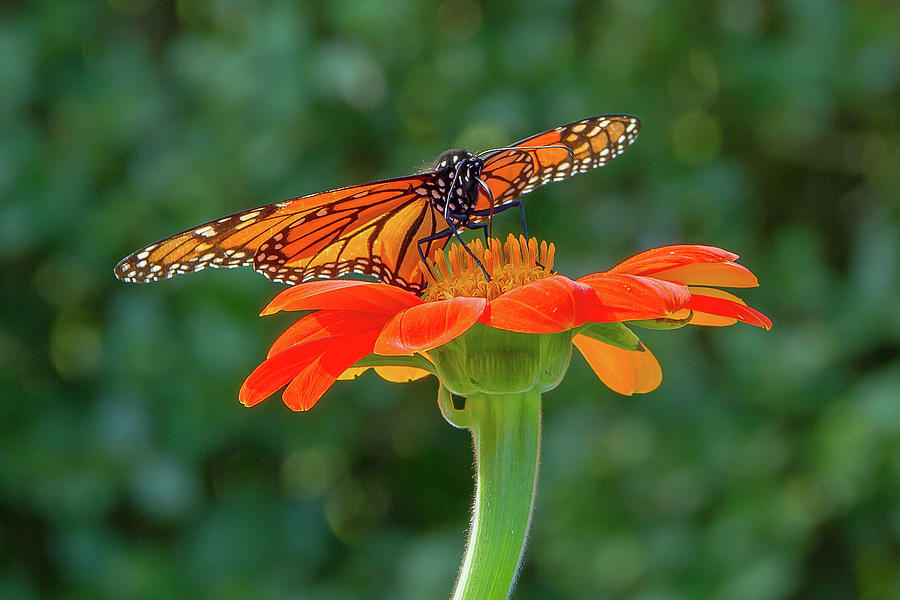 Beautiful Butterfly Photograph by Barbara Blanchard - Fine Art America