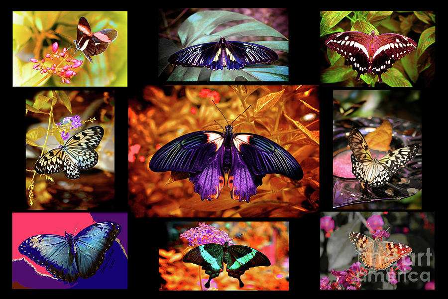 Beautiful Butterfly Collage Photograph by Felicia Roth