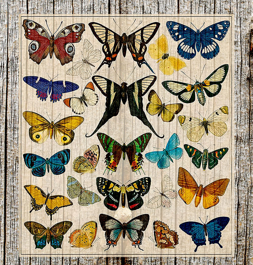 Beautiful Butterfly Poster Digital Art by Steven Parker