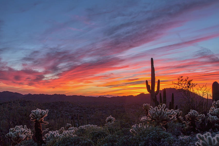 Beautiful Cactus Sunset Photograph by Jurgen Lorenzen