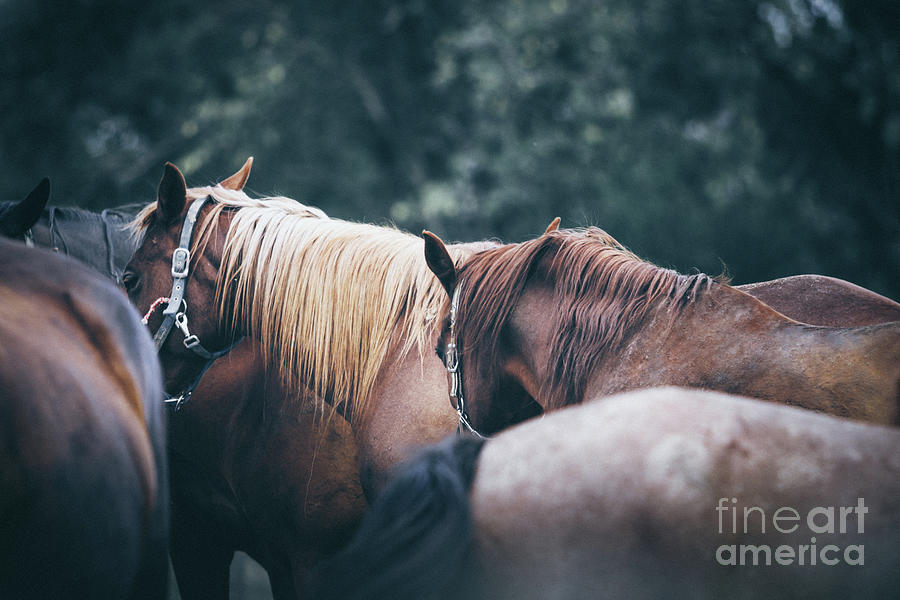 Beautiful calm horses Photograph by Dimitar Hristov